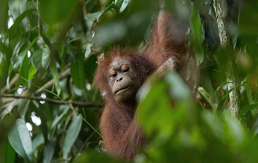 Borneo’s Sabah- 14 Days: Kinabalu, Sepilok and the Danum Valley ...