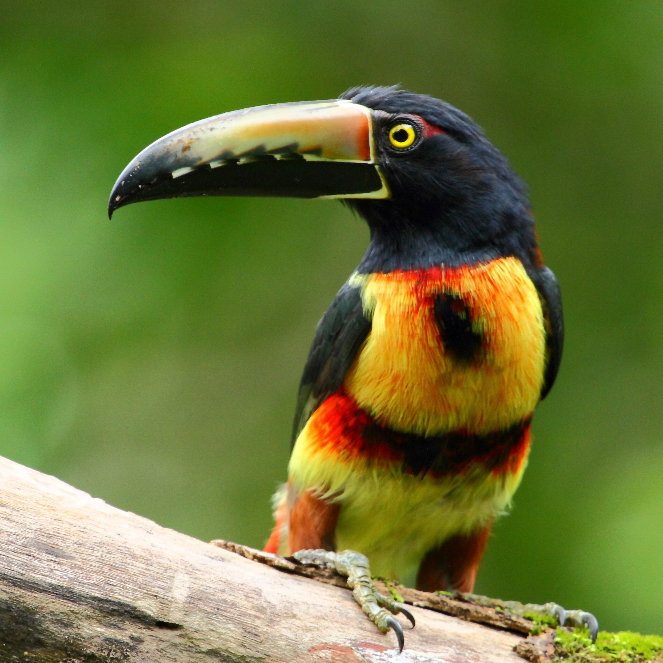 10-Day Honduras Birding Tours - Avian Wonders of Copan - Natural ...