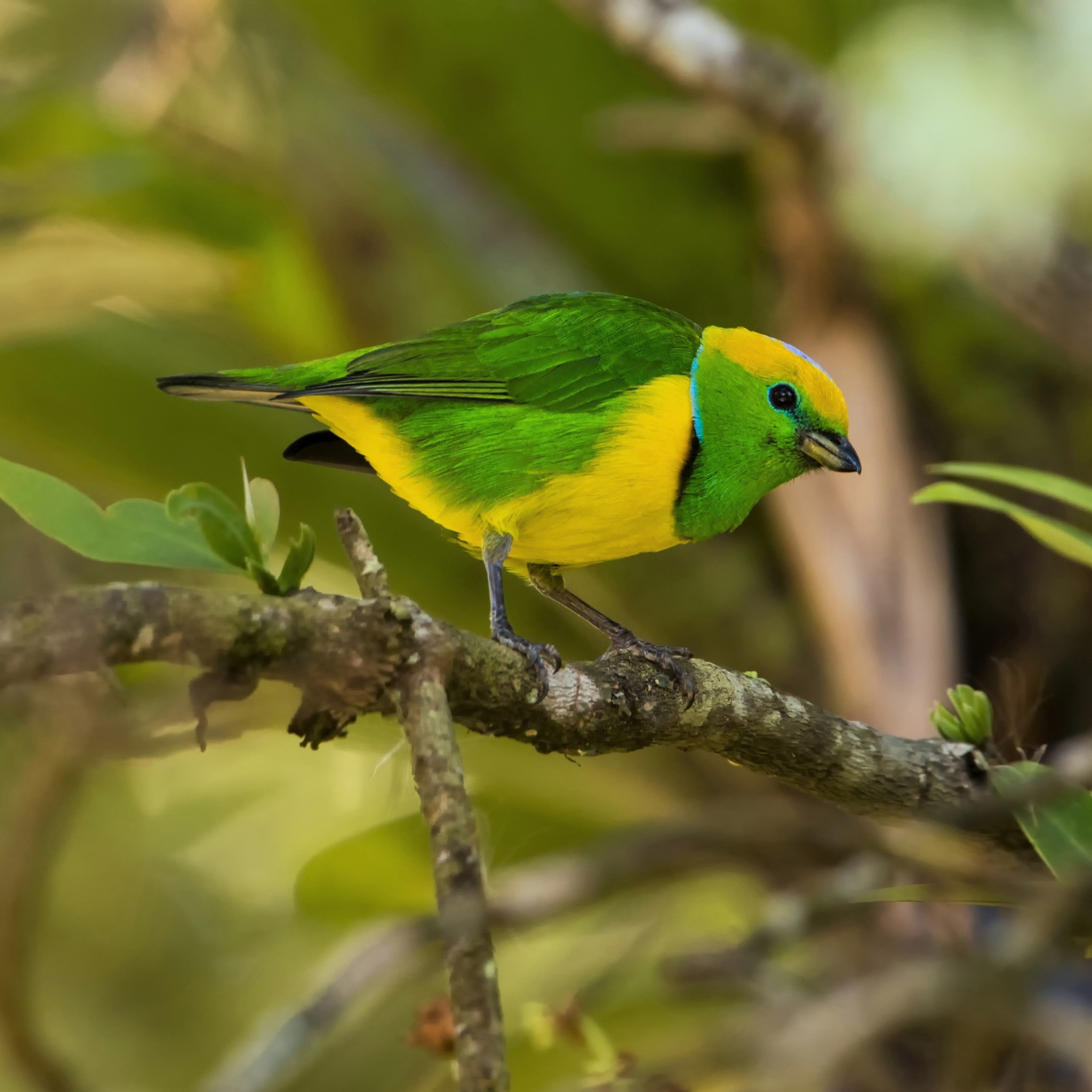 12-Day Costa Rica Birding Tours - Explore Breathtaking Avian Life ...