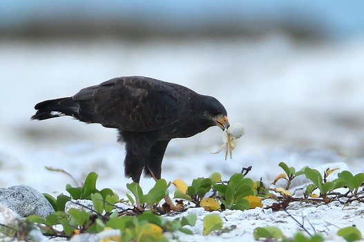 North American Birding Tours - Natural Selections Tours